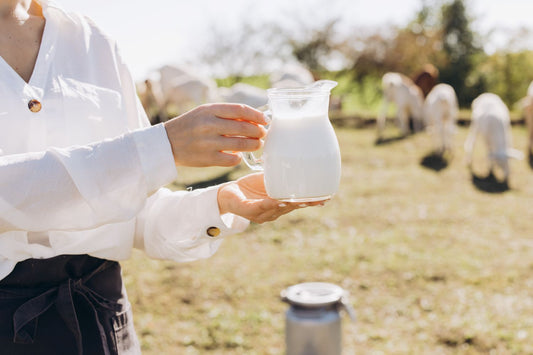 Colostrum bovin : un boost pour l'immunité