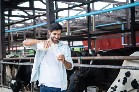 Colostrum pour les adultes : bienfaits et précautions du colostrum bovin