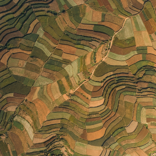 ACIDES AMINÉS LIBRES